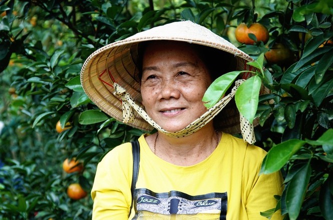 Vườn quýt Lai Vung tấp nập đón khách dịp cận Tết - ảnh 6