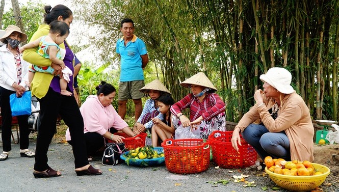 Vườn quýt Lai Vung tấp nập đón khách dịp cận Tết - ảnh 8