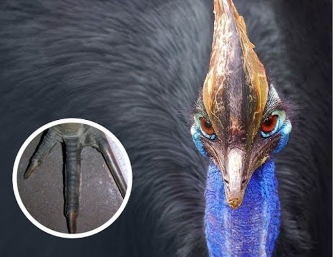 Sát thủ đà điểu đầu mèo có thể giết người chỉ với một cú móc - ảnh 8
