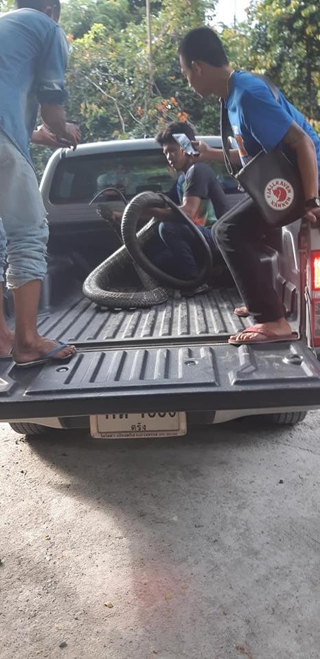 Bắt được hổ mang chúa dài 5m, dân kính cẩn gọi là 'ông' - ảnh 3
