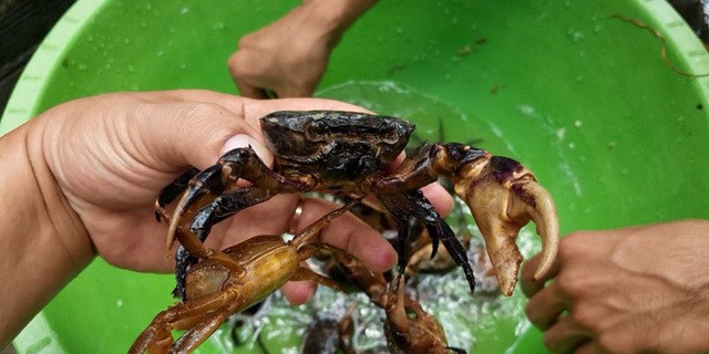 Tiết lộ, 'vàng đỏ' trăm triệu làm từ bột nghệ và hóa chất - ảnh 4