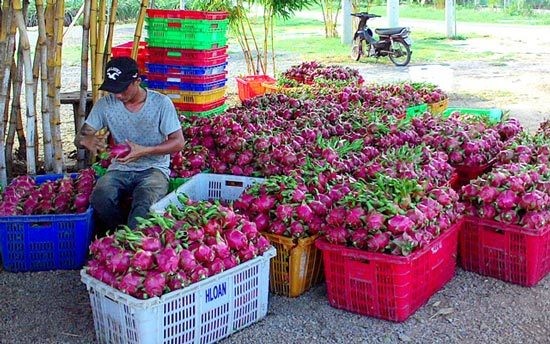 Tiết lộ, 'vàng đỏ' trăm triệu làm từ bột nghệ và hóa chất - ảnh 5