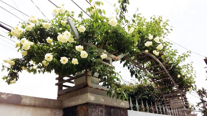 Bắt các băng nhóm chuyên đào trộm hoa hồng cổ ở Đà Lạt - ảnh 1
