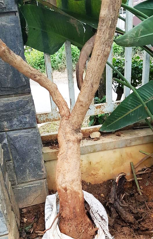 Bắt các băng nhóm chuyên đào trộm hoa hồng cổ ở Đà Lạt - ảnh 2