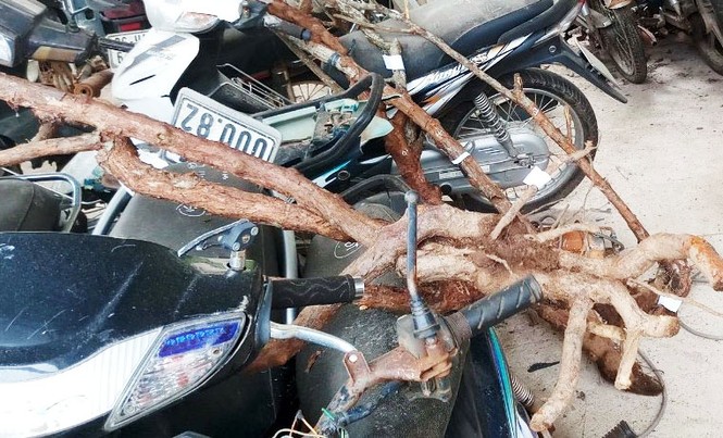 Bắt các băng nhóm chuyên đào trộm hoa hồng cổ ở Đà Lạt - ảnh 3