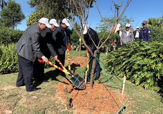 Trồng lại hoa anh đào ở Đà Lạt sau nhiều lần thất bại - ảnh 1