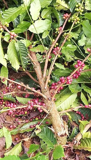Nhẫn tâm chặt hạ cả trăm cây cà phê của một hộ dân trong đêm - ảnh 1