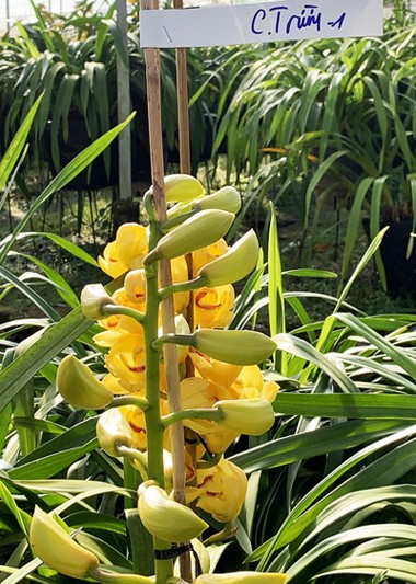 Địa lan Đà Lạt nở trước Tết, nông dân đứng ngồi không yên - ảnh 3
