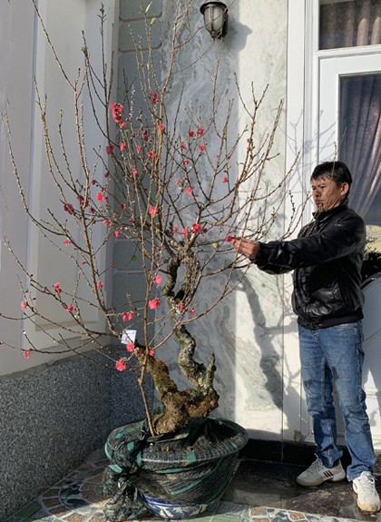 Đào 'má hồng' Đà Lạt được thuê chưng Tết giá 30 triệu đồng - ảnh 2