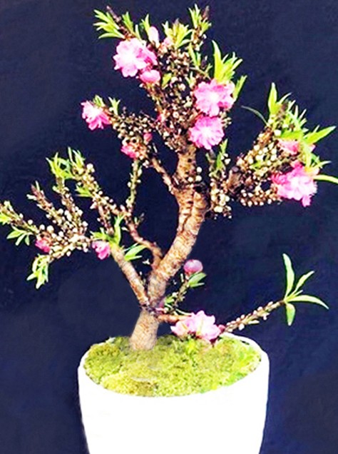 Mua đào Trung Quốc 'đội lốt' thất thốn, mất oan tiền triệu - ảnh 1