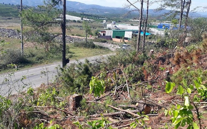 'Lâm tặc' ngang nhiên cưỡi ô tô đi ...phá rừng ở Lâm Đồng - ảnh 1