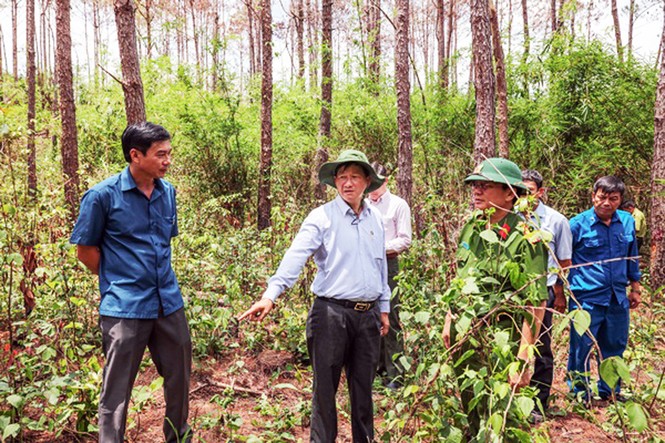 Khởi tố vụ án đầu độc hơn 3.400 cây thông gây chấn động - ảnh 1