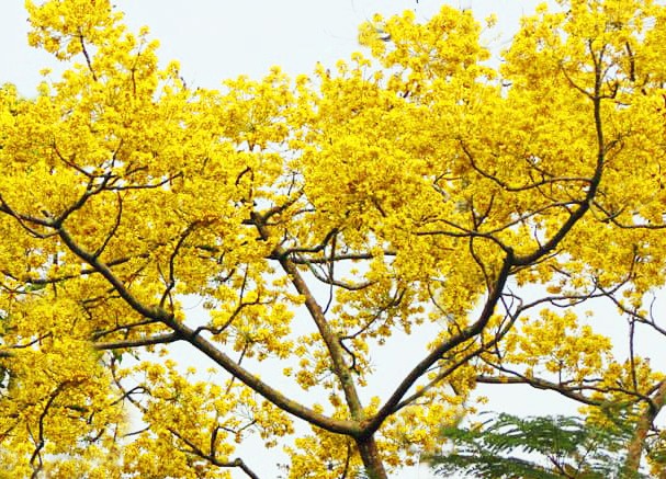 Nơi duy nhất ở Việt Nam chào hè với 5 sắc hoa phượng - ảnh 1