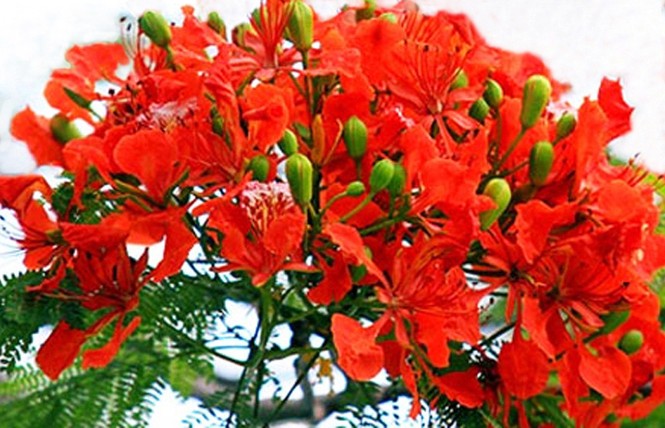 Nơi duy nhất ở Việt Nam chào hè với 5 sắc hoa phượng - ảnh 2