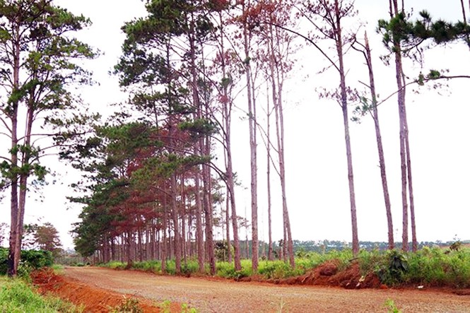 Cán bộ ngân hàng cùng 5 đối tượng bị bắt tạm giam vì hủy hoại rừng thông - ảnh 1