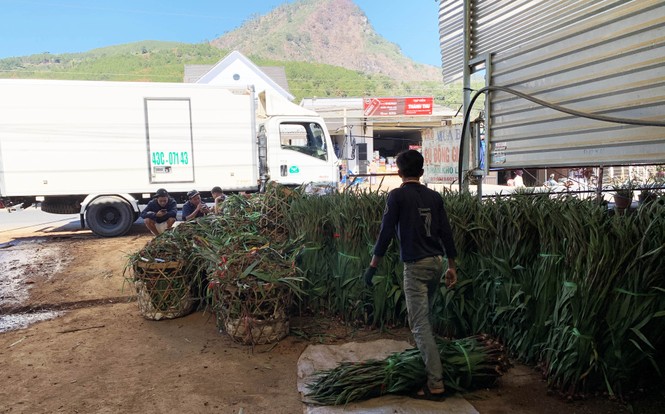 Làng hoa lay ơn lớn nhất nước lo âu vì hoa đột ngột rớt giá - ảnh 2
