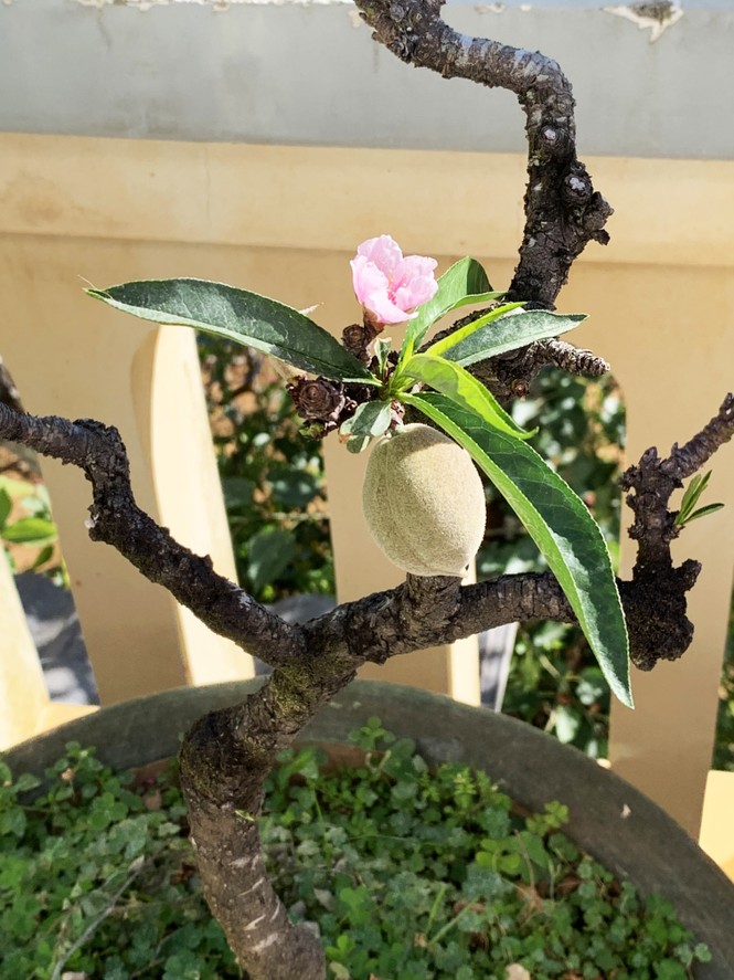 Đào thất thốn Đà Lạt bung sắc dịp tết Canh Tý - ảnh 1