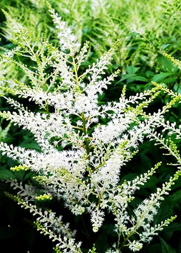 Nhiều loài hoa mới Đà Lạt được tung ra thị trường Tết - ảnh 6
