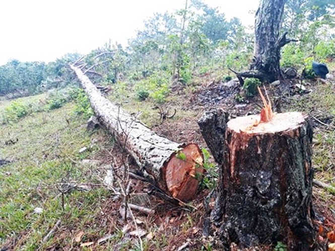 Nhức nhối nạn phá rừng ở khu dự trữ sinh quyển thế giới Lang Biang   - ảnh 1