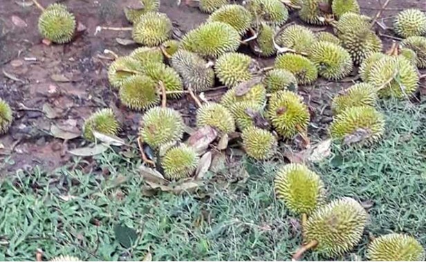 Lốc xoáy thổi bay 38 nóc nhà, làm rụng hàng tấn sầu riêng - ảnh 1