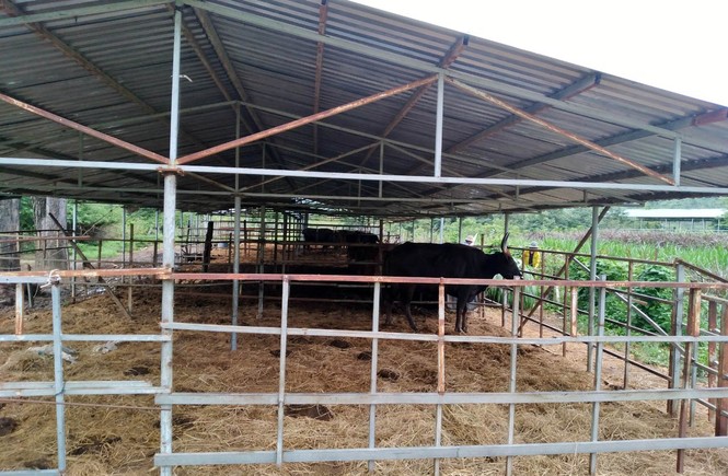 Người chăm đàn bò tót gen quý gầy trơ xương: Chờ được tiền xuống thì bò chết - ảnh 1