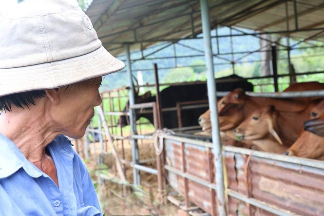 Người chăm đàn bò tót gen quý gầy trơ xương: Chờ được tiền xuống thì bò chết - ảnh 2