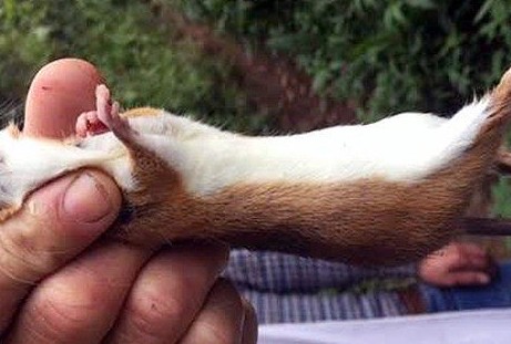 Độc đáo món chuột nhân sâm quý tộc trên đỉnh Ngọc Linh - ảnh 9