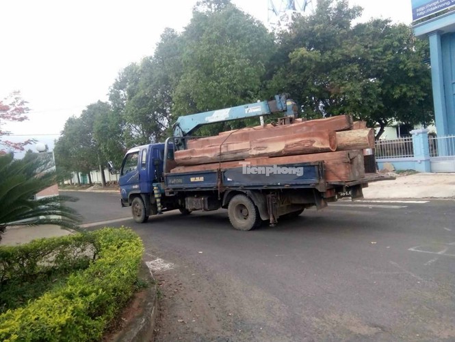Vụ gỗ lậu Phượng “râu”: Khởi tố thêm trạm trưởng bảo vệ rừng - ảnh 1