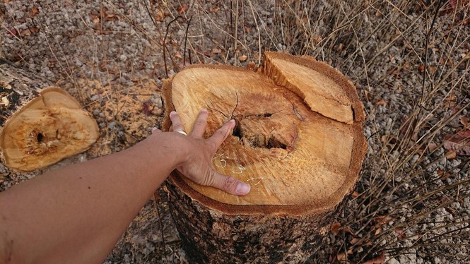 Đắk Lắk: Phá rừng diễn biến phức tạp huyện biên giới Ea Súp - ảnh 2