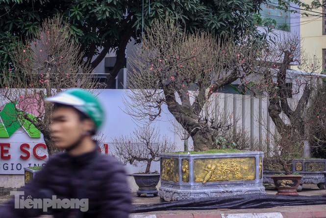 Đào rừng cổ thụ có giá thuê hơn trăm triệu xuống phố Hà Nội - ảnh 1