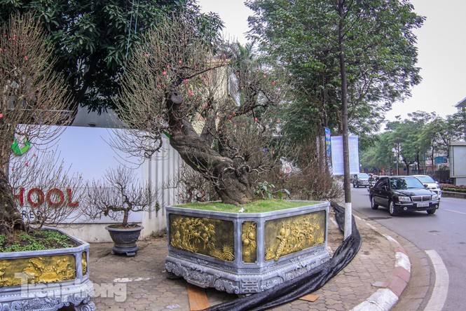 Đào rừng cổ thụ có giá thuê hơn trăm triệu xuống phố Hà Nội - ảnh 2
