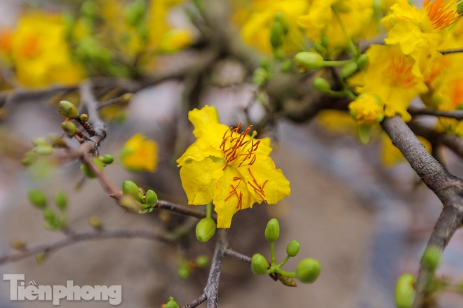 Mai vàng Bình Định 'đổ bộ' nhuộm vàng phố phường Thủ đô - ảnh 4