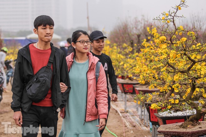 Mai vàng Bình Định 'đổ bộ' nhuộm vàng phố phường Thủ đô - ảnh 8