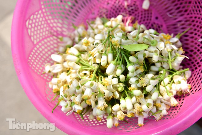 Hoa bưởi dịu dàng ngày xuân, nét chấm phá cho phố phường Hà Nội - ảnh 10