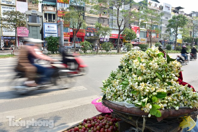 Hoa bưởi dịu dàng ngày xuân, nét chấm phá cho phố phường Hà Nội - ảnh 2