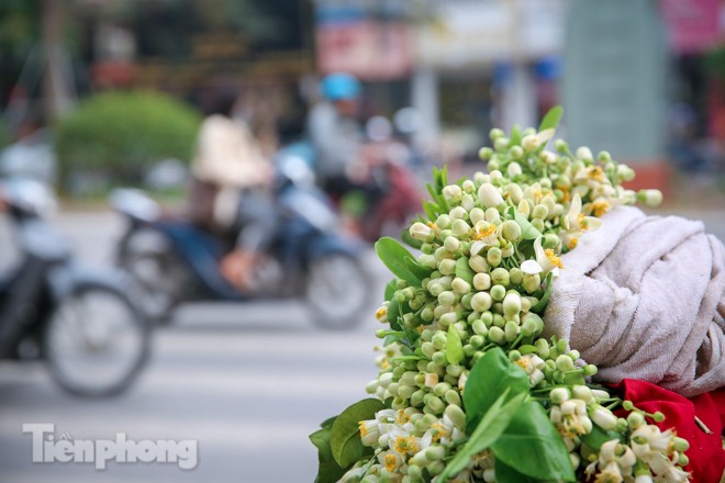Hoa bưởi dịu dàng ngày xuân, nét chấm phá cho phố phường Hà Nội - ảnh 3