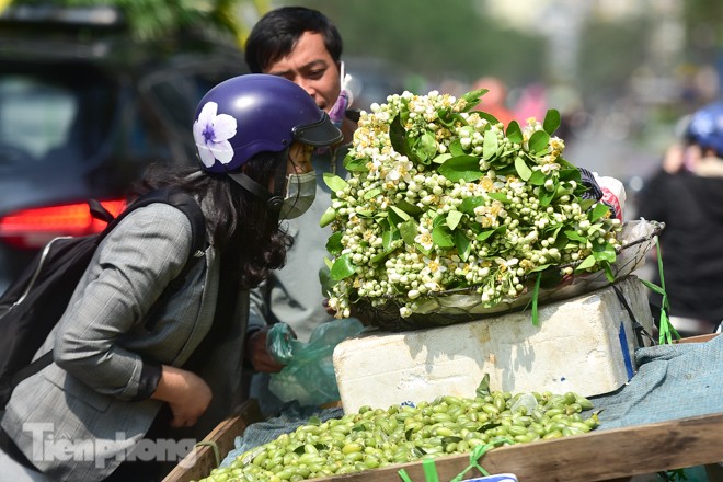 Hoa bưởi dịu dàng ngày xuân, nét chấm phá cho phố phường Hà Nội - ảnh 6