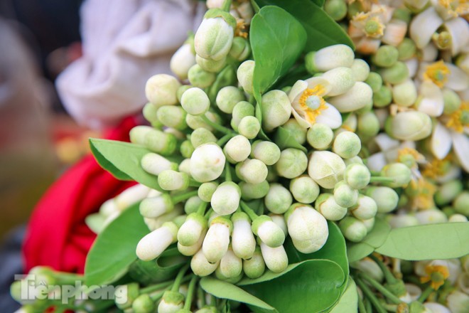 Hoa bưởi dịu dàng ngày xuân, nét chấm phá cho phố phường Hà Nội - ảnh 7