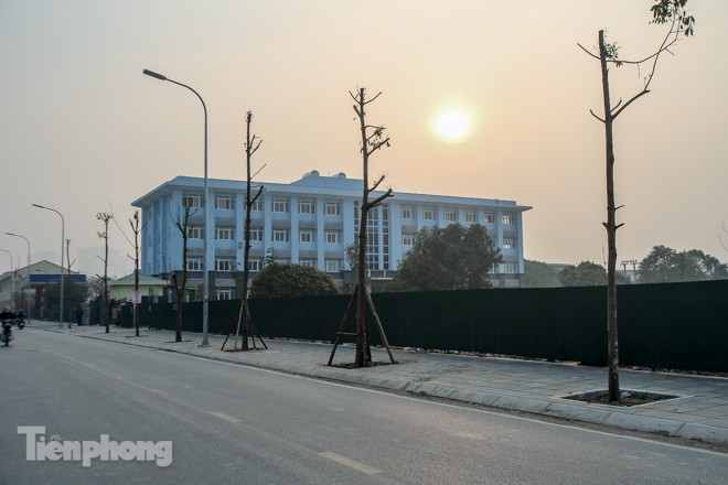Hàng cây mới trồng khô héo trên đường ‘trăm tỷ’ bị chặt hạ làm củi - ảnh 11