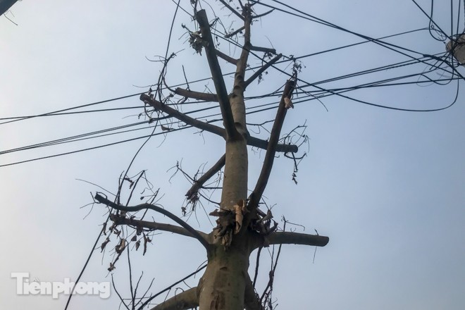 Hàng cây mới trồng khô héo trên đường ‘trăm tỷ’ bị chặt hạ làm củi - ảnh 12