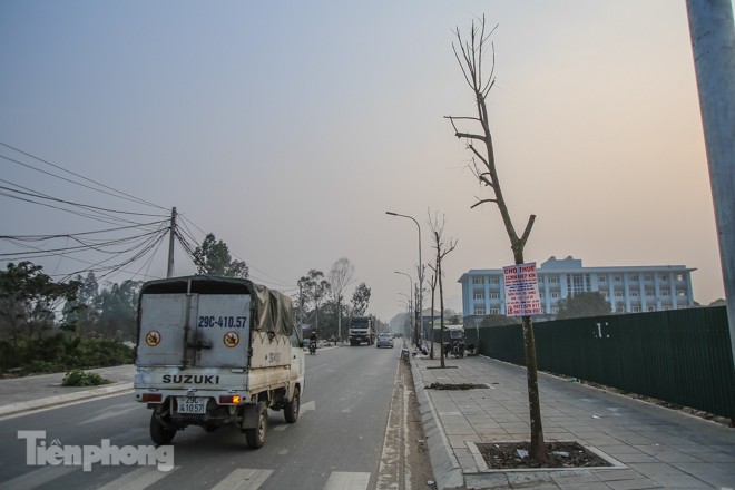 Hàng cây mới trồng khô héo trên đường ‘trăm tỷ’ bị chặt hạ làm củi - ảnh 1