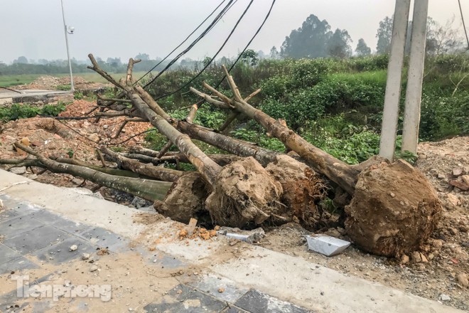 Hàng cây mới trồng khô héo trên đường ‘trăm tỷ’ bị chặt hạ làm củi - ảnh 2