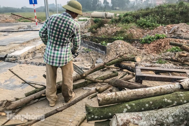 Hàng cây mới trồng khô héo trên đường ‘trăm tỷ’ bị chặt hạ làm củi - ảnh 4