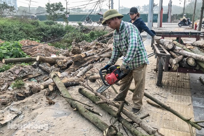 Hàng cây mới trồng khô héo trên đường ‘trăm tỷ’ bị chặt hạ làm củi - ảnh 5