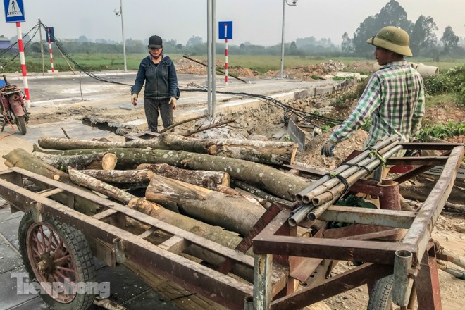 Hàng cây mới trồng khô héo trên đường ‘trăm tỷ’ bị chặt hạ làm củi - ảnh 6