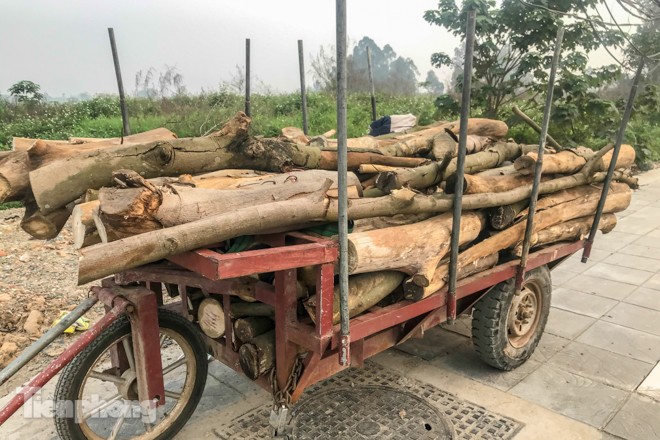 Hàng cây mới trồng khô héo trên đường ‘trăm tỷ’ bị chặt hạ làm củi - ảnh 7