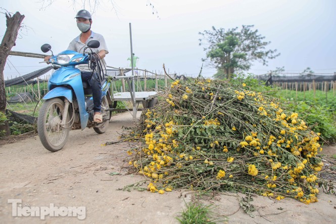 Không có nơi tiêu thụ, người nông dân khóc ròng, cắt hoa vứt đầy đường - Ảnh 2.