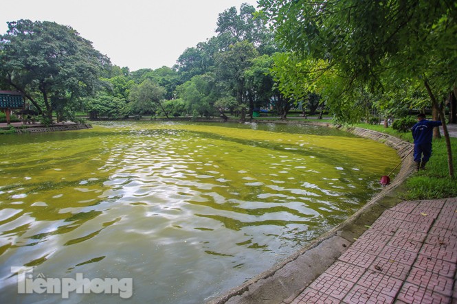 Mặt hồ Bách Thảo bất ngờ đổi màu lạ - ảnh 7