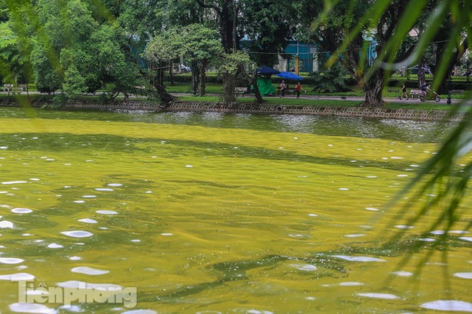 Mặt hồ Bách Thảo bất ngờ đổi màu lạ - ảnh 9