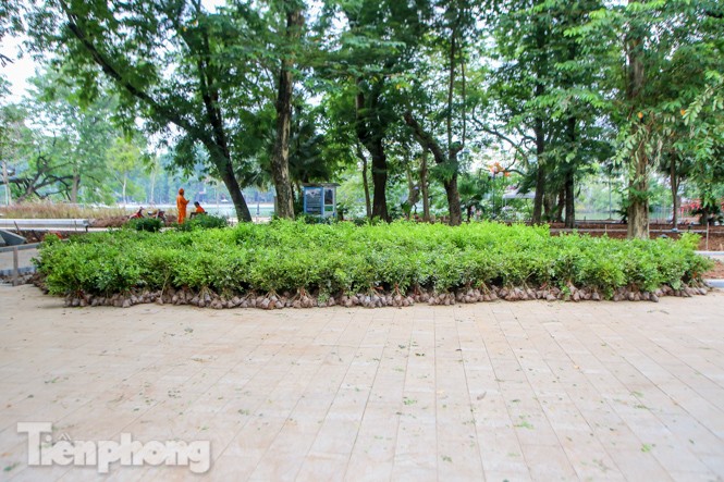 Vỉa hè hồ Hoàn Kiếm 'tăng tốc' lát đá, chỉnh trang vườn hoa - ảnh 12